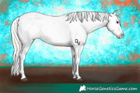 Horse Color:Silver Brown Dun Appaloosa 