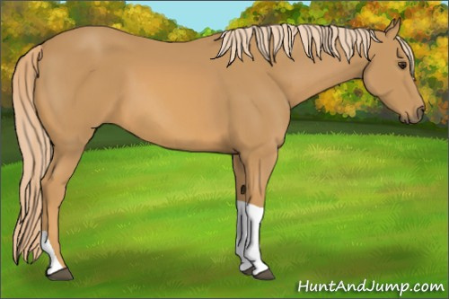 Horse Color:Chestnut Tobiano Rabicano