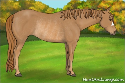 Horse Color:Chestnut Rabicano