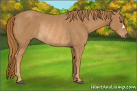 Horse Color:Chestnut Rabicano 