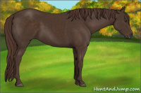 Horse Color:Liver Chestnut Rabicano 