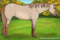 Horse Color:Red Dun 