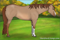 Horse Color:Red Dun 