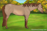 Horse Color:Red Dun 