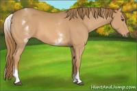 Horse Color:White Spotted Chestnut 