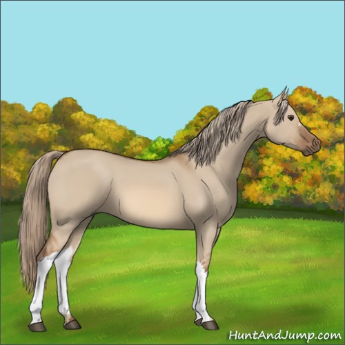 Horse Color:Red Dun