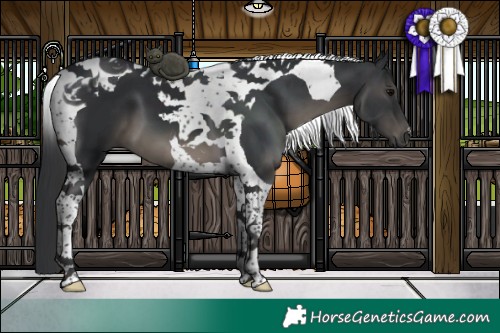 Horse Color:Black Tobiano 