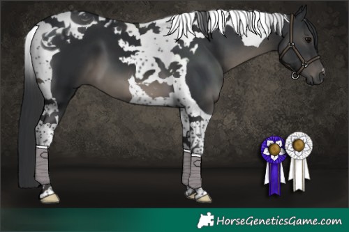 Horse Color:Black Tobiano 