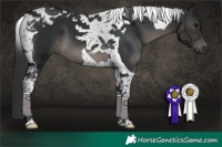 Horse Color:Black Tobiano 