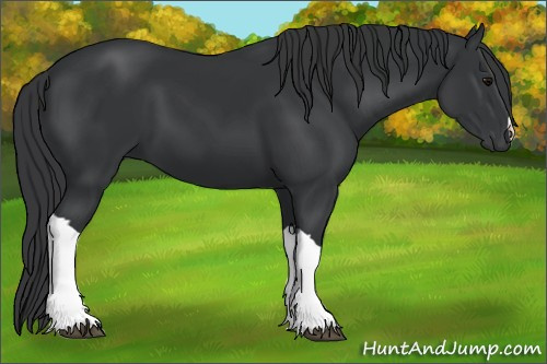 Horse Color:Black 