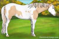 Horse Color:Gold Champagne Splash Tobiano