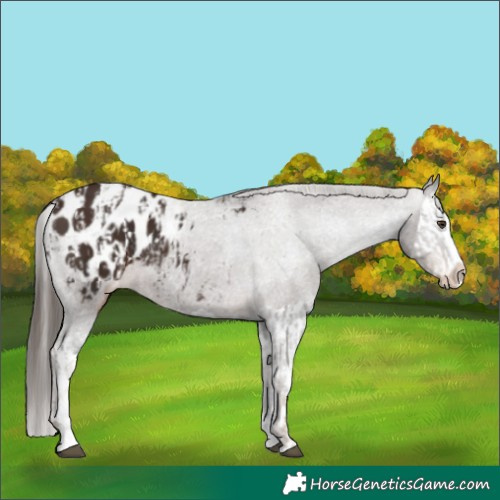 Horse Color:Liver Chestnut Sabino Splash Blanket  and Liver Chestnut Splash Blanket 