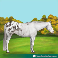 Horse Color:Liver Chestnut Sabino Splash Blanket  and Liver Chestnut Splash Blanket 