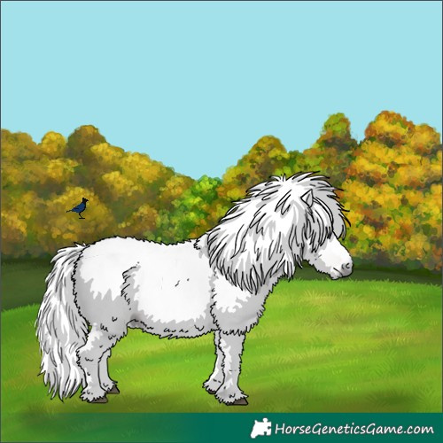 Horse Color:Gray Chestnut Rabicano 