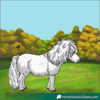 Horse Color:Gray Chestnut Rabicano