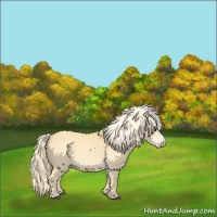 Horse Color:Palomino Dun Splash 