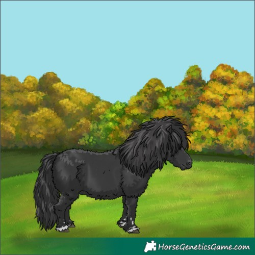 Horse Color:Black 