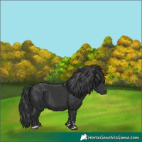 Horse Color:Black 