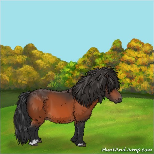 Horse Color:Bay Sabino 