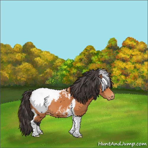 Horse Color:Bay Tobiano Appaloosa 