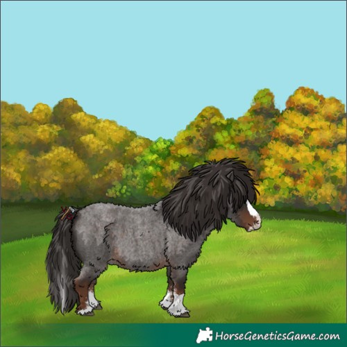 Horse Color:Liver Red Roan Sabino Splash