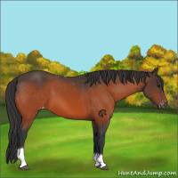Horse Color:Bay Tobiano Appaloosa 