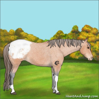 Horse Color:Bay Tobiano Appaloosa 