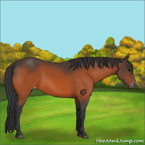 Horse Color:Bay Appaloosa
