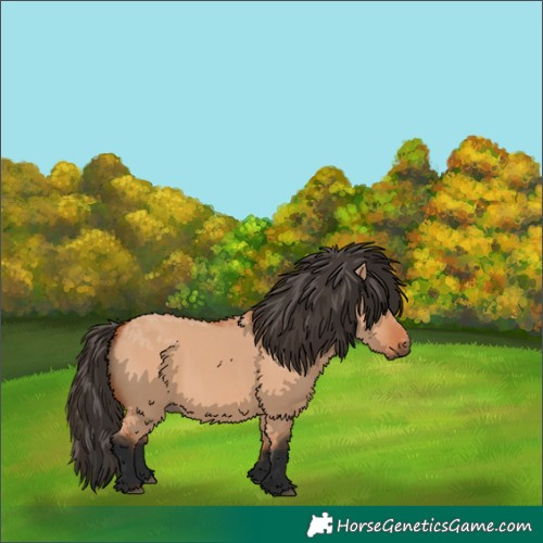 Horse Color:Bay Dun