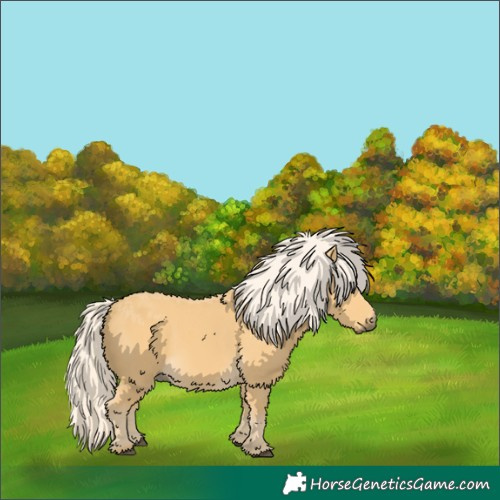Horse Color:Palomino