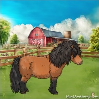 Horse Color:Bay Rabicano 