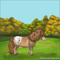 Horse Color:Chestnut Appaloosa 