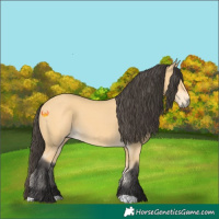 Horse Color:Buckskin 