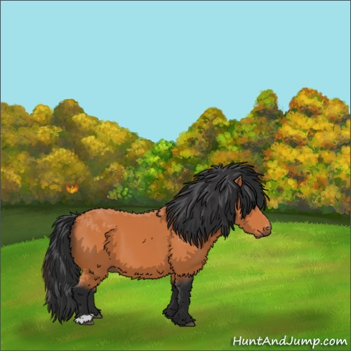 Horse Color:Bay 