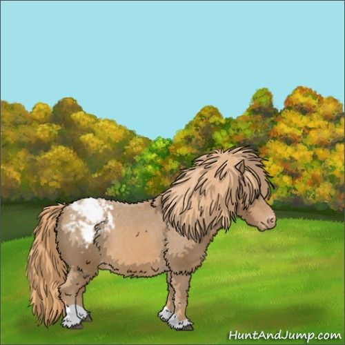 Horse Color:Chestnut Tobiano Appaloosa 