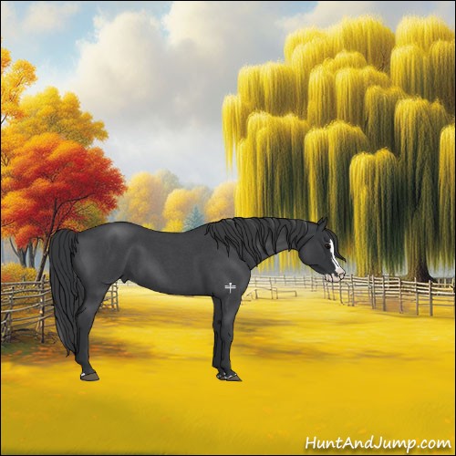 Horse Color:Blue Roan Splash 