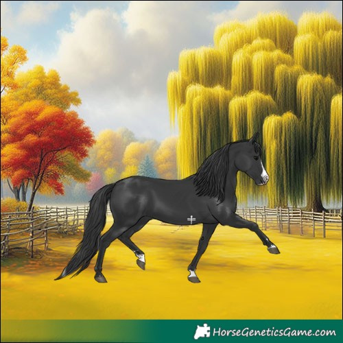 Horse Color:Black Splash