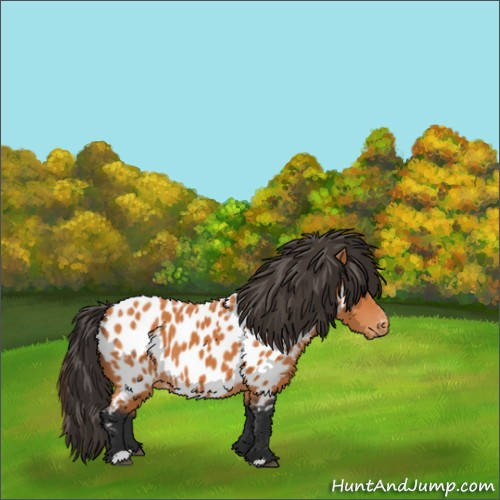 Horse Color:Bay Appaloosa 