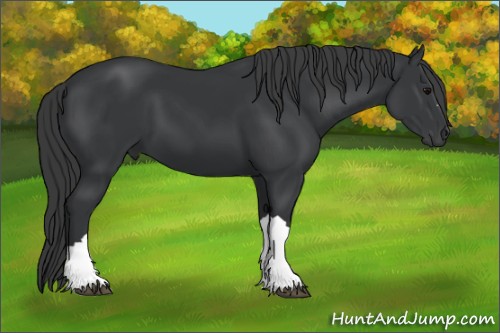 Horse Color:Black 