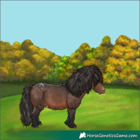 Horse Color:Brown Appaloosa
