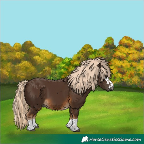 Horse Color:Gray Chocolate Palomino