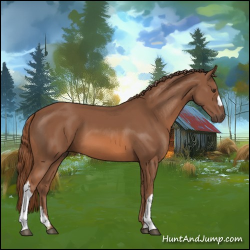 Horse Color:Chestnut 