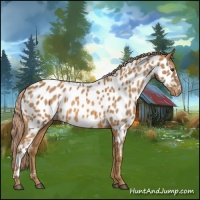 Horse Color:Chestnut Appaloosa 
