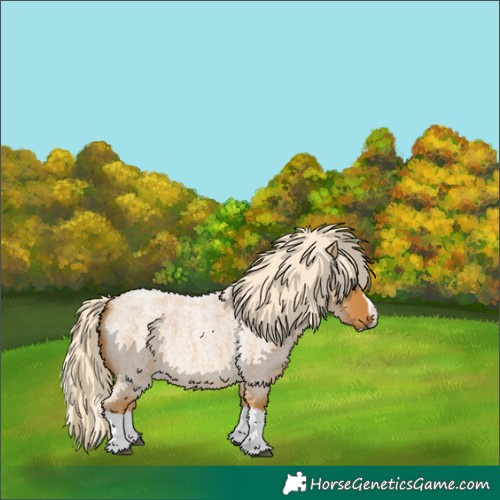 Horse Color:Palomino Roan Splash 