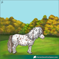 Horse Color:Chestnut Appaloosa 