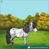 Horse Color:Black Appaloosa 