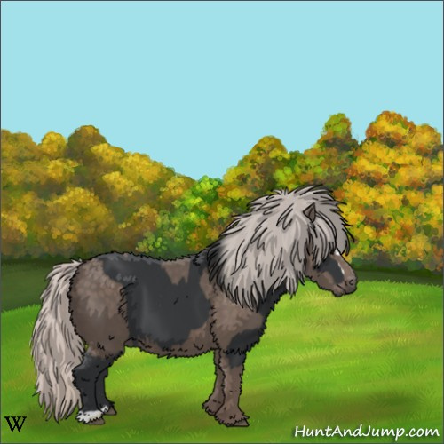 Horse Color:Black  and Silver Black 