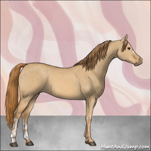 Horse Color:Red Dun and Red Dun