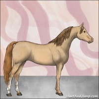 Horse Color:Red Dun  and Red Dun 