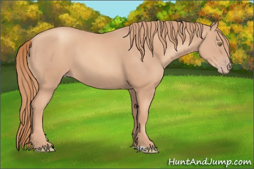 Horse Color:Gold Champagne 